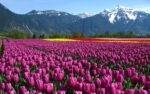 Amazing Kashmir 4N 5D With Travel Arc