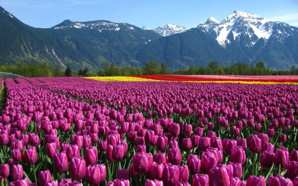 Amazing Kashmir 4N 5D With Travel Arc - Image 1